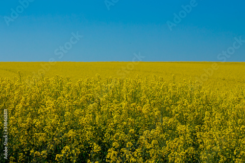 Field of yellow oilseed rape against clear blue sky, Brassica napus