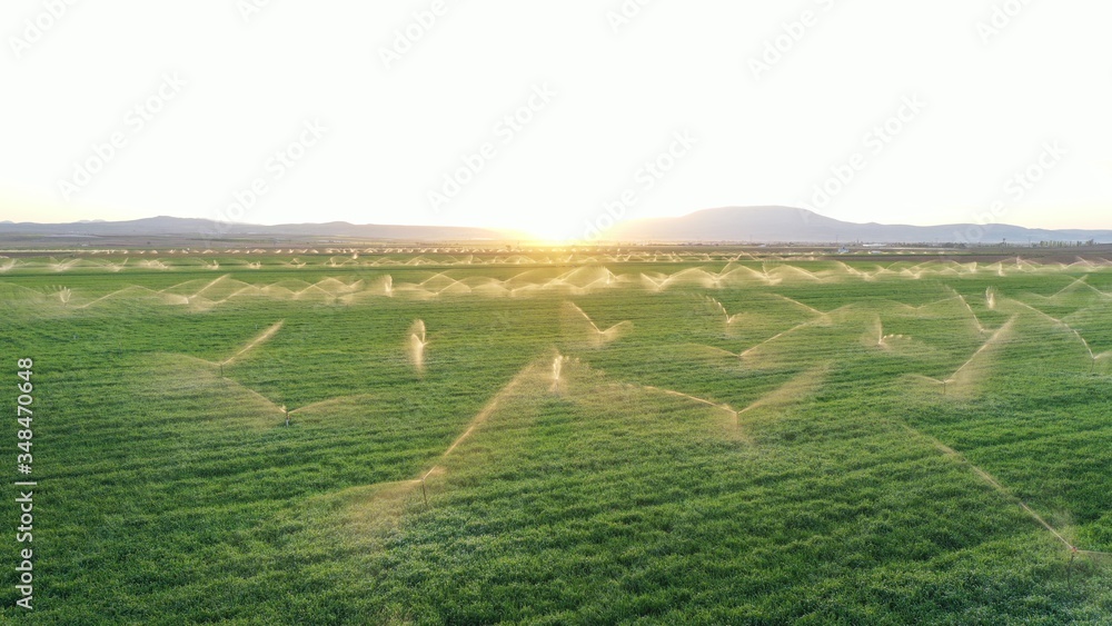 Irrigation systems are in grass field at sunset. Aerial view. Agricultural activity.  Spring landscape.