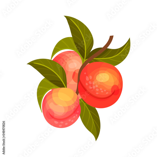 Apricot Branch with Mature Fruits Hanging Vector Illustration