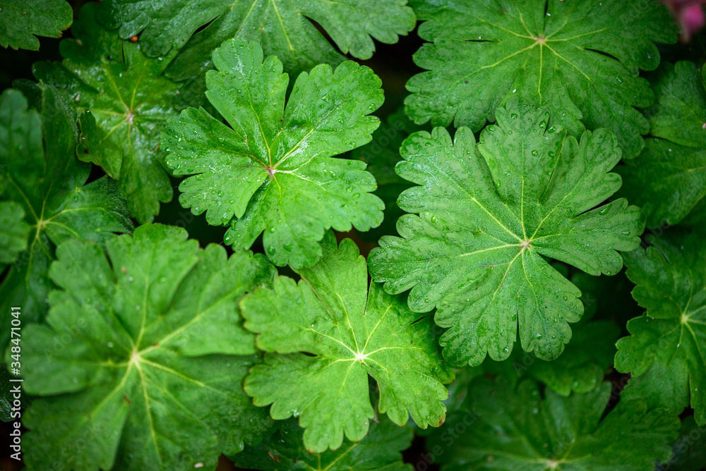 Wild geranium (Geranium maculatum) plants close up. Natural medicine plant.
Wild geranium (Geranium maculatum) plants close up. Natural medicine plant.