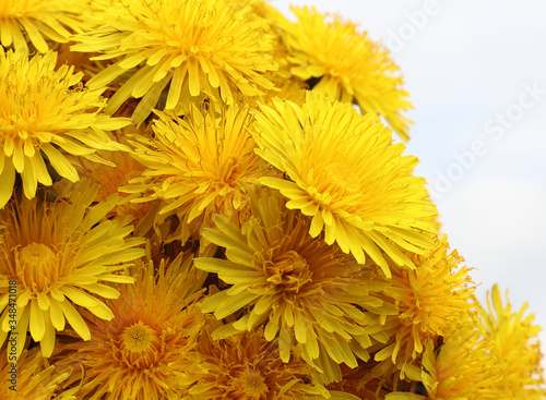 A bouquet of blooming yellow with an orange tint of beautiful, lush with a heart of dandelions.