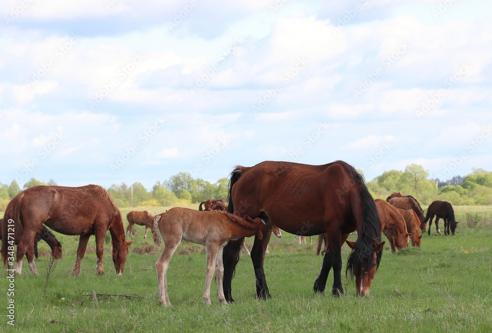 On a spring green meadow, red-colored horses graze during the day. In the foreground, a foal is sucking milk from a Mare.