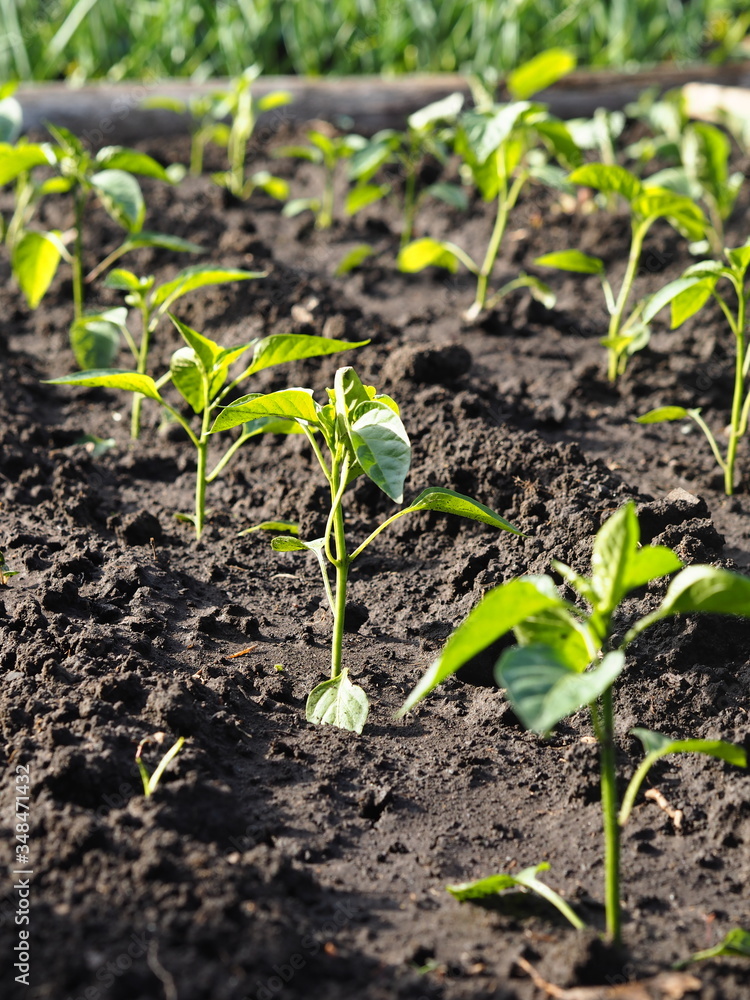 Agricultural background.Young pepper plants growing in a garden in a garden.