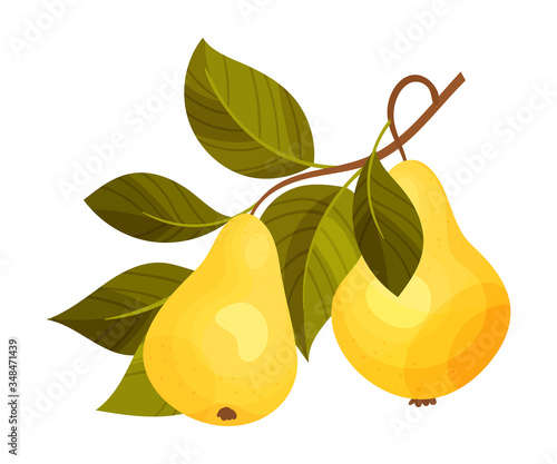 Pear Branch with Mature Fruits Hanging Vector Illustration