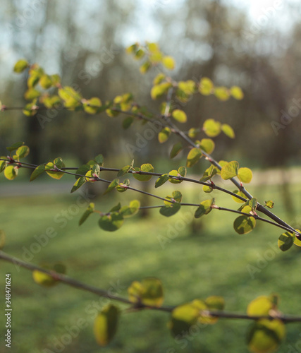 twigs with fresh vivid green leaves, lit by the sun