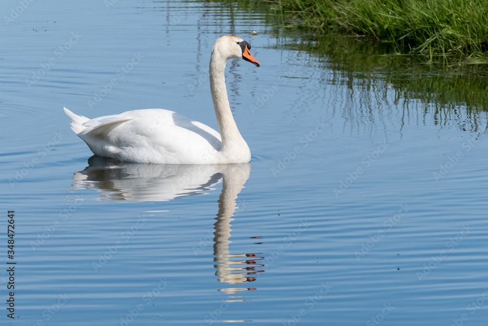 One white swan with orange beak, swim in a pond. Reflections in the water. Grasss in background. The sun shines on the feathers One white swan with orange beak, swim in a pond. Reflections in the water. Grasss in background. The sun shines on the feathers
