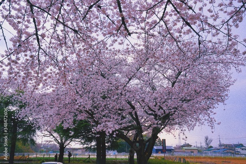 桜🌸