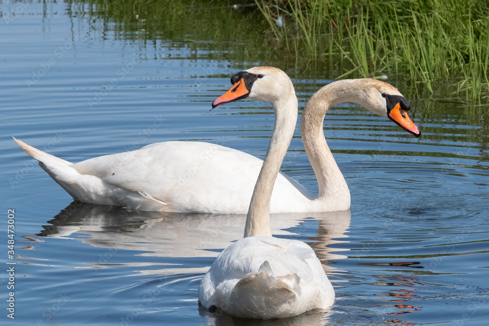 Naklejka premium Two white swans with orange beaks swim in a pond, the sun shines on the feathers. Reflections in the blue water