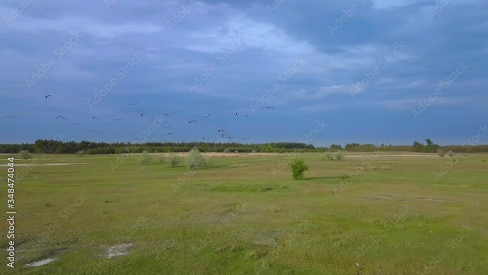 White storks fly over green fields. Wild Bird life in the natural environment. The view from the flying drone. Ukrane. 4K White storks fly over green fields. Wild Bird life in the natural environment. The view from the flying drone. Ukrane. 4K