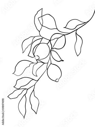 Abstract lemon fruit on branch. line drawing. - Vector illustration