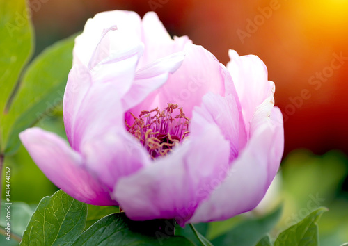 Pink peonie close-up. Flowers at the botanical garden.  Macro. Sun rays. Summer concept background. Flares  bokeh effects. Copy space.