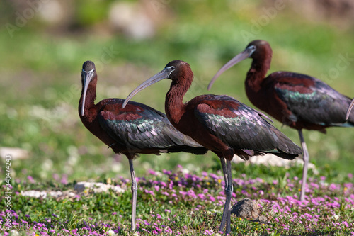 The Glossy Ibis (Plegadis falcinellus) is a wading bird in the ibis family Threskiornithidae.