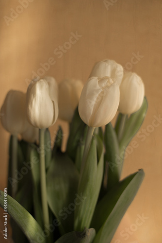 a bouquet of closed tulips on a beige background at home, white tulips on a sunset background