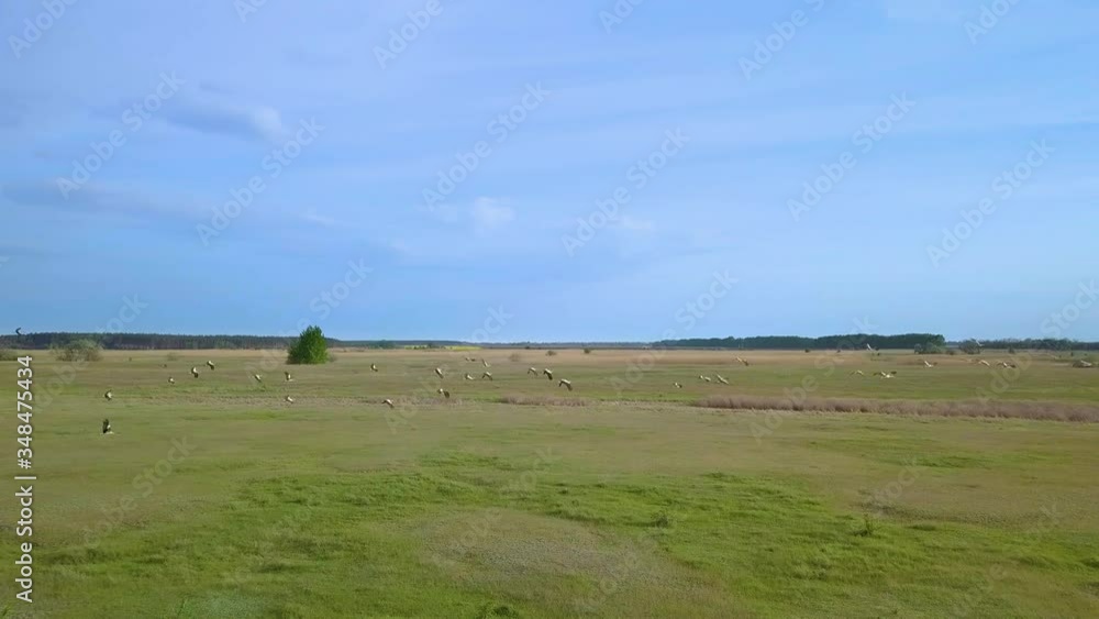 White storks fly over green fields. Wild Bird life in the natural environment. The view from the flying drone. Ukrane. 4K White storks fly over green fields. Wild Bird life in the natural environment. The view from the flying drone. Ukrane. 4K
