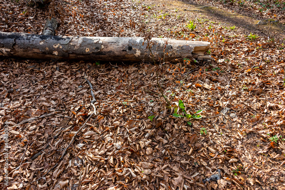 Obraz premium Seamless autumn leaves background