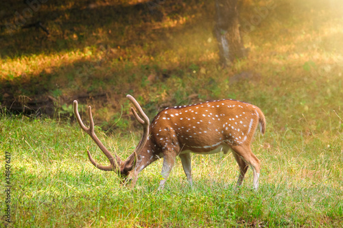 Beautiful male chital or spotted deer grazing in grass in Ranthambore National Park, Rajasthan, India © Dmitry Rukhlenko