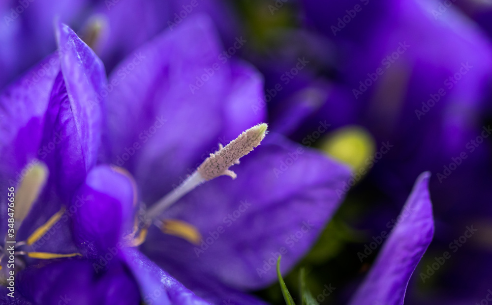 Campanula Glockenblume Makro Campanula Glockenblume Makro