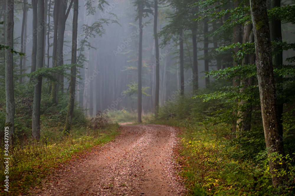 Fototapeta premium foggy road in forest