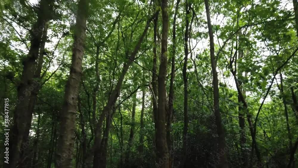 Walking through the woods with tall trees and close branches Walking through the woods with tall trees and close branches