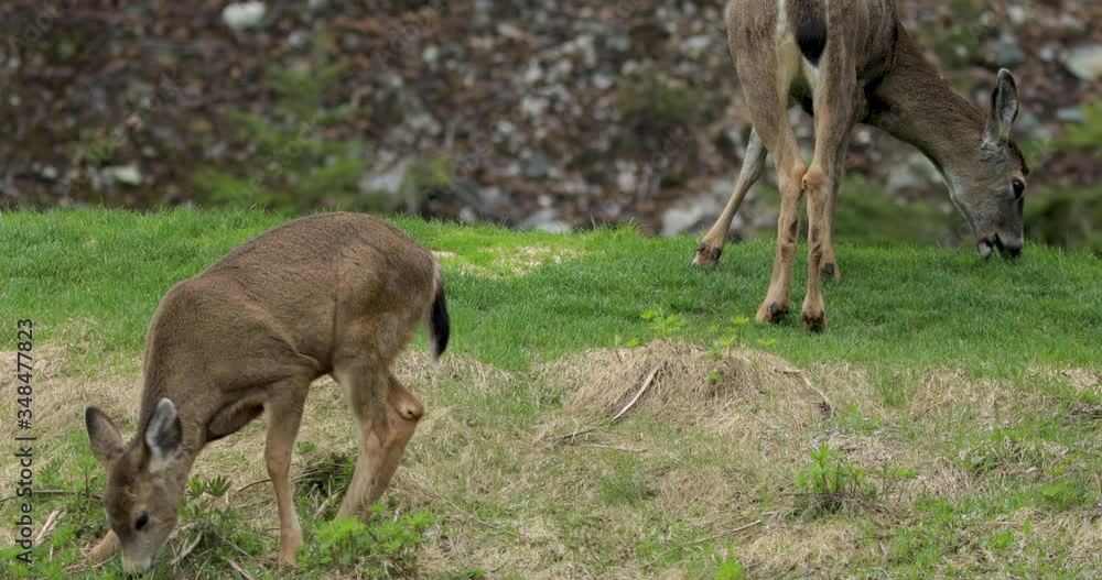 Black tailed deer grazing and eating fresh grass. Whistler, BC. Black tailed deer grazing and eating fresh grass. Whistler, BC.
