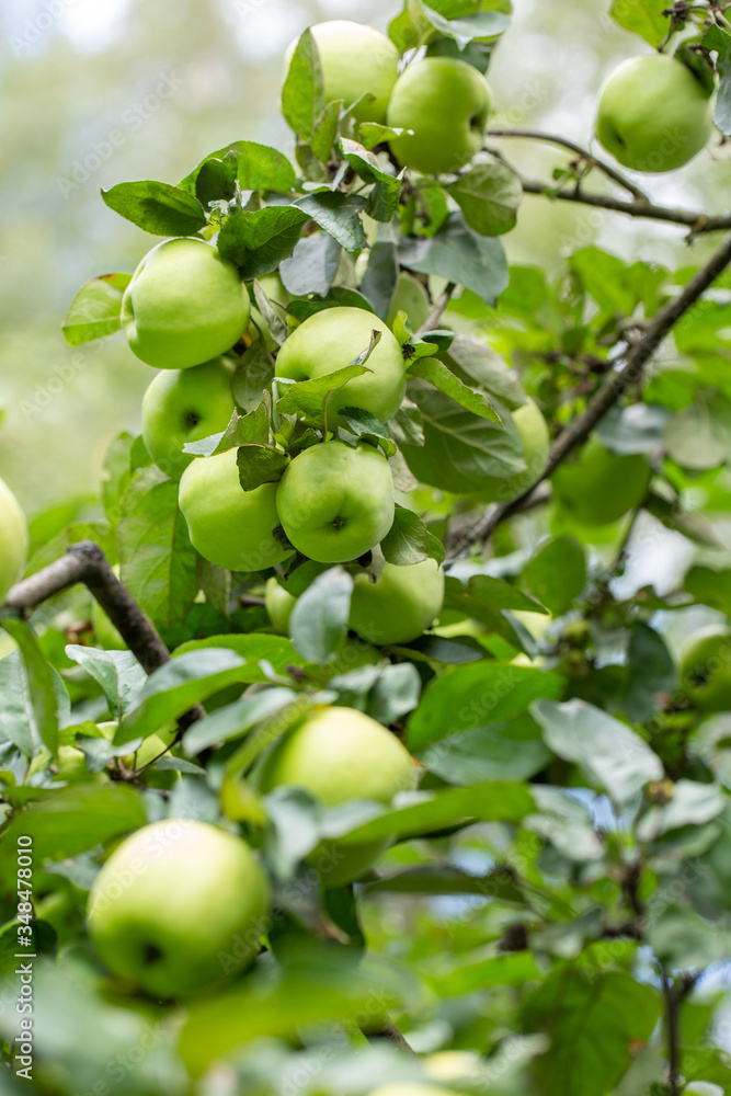 Ripe green apples on tree branch in orchard. Gardening concept. Selective focus. Ripe green apples on tree branch in orchard. Gardening concept. Selective focus.