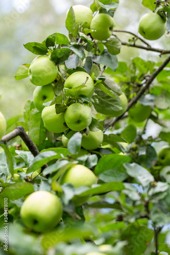Ripe green apples on tree branch in orchard. Gardening concept. Selective focus.