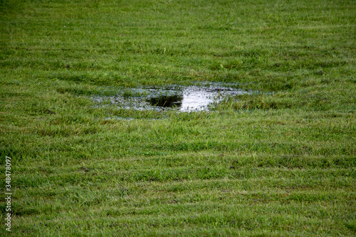 Green field. Puddle on the field. 