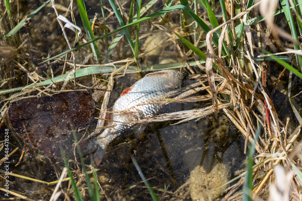 Dead fish floated in the river, water resource, water pollutio Dead fish floated in the river, water resource, water pollutio