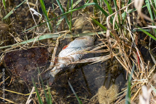 Dead fish floated in the river  water resource  water pollutio