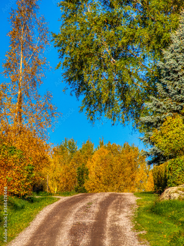 country gravel road with yellow birch trees in autumn country gravel road with yellow birch trees in autumn
