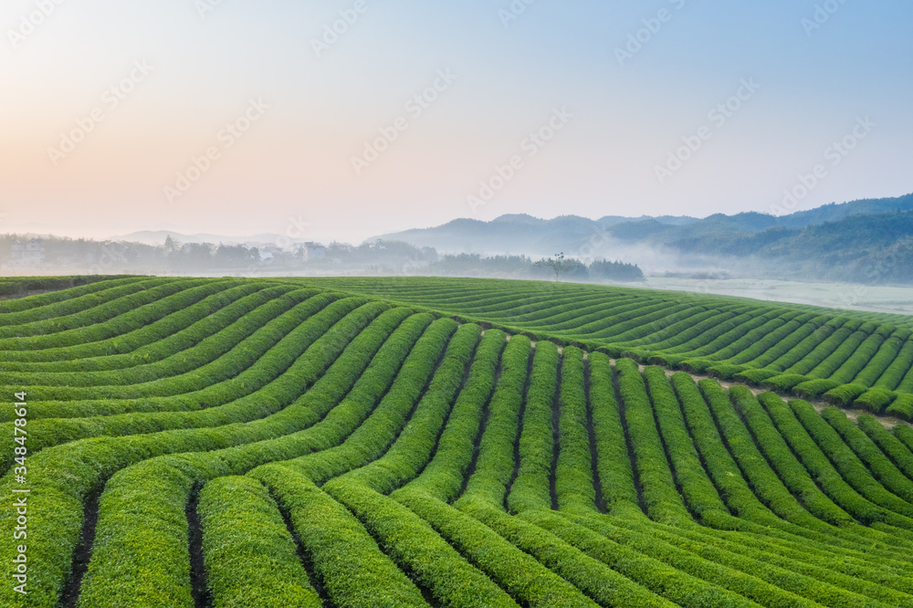 tea plantation in dawn