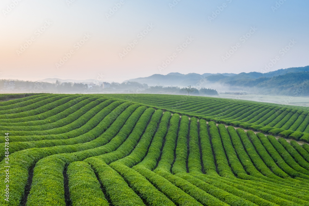 tea plantation in dawn tea plantation in dawn