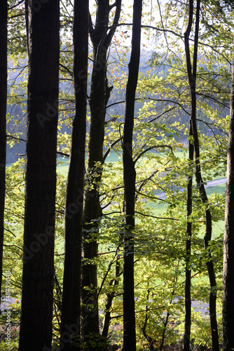 Buchenwald im Herbst