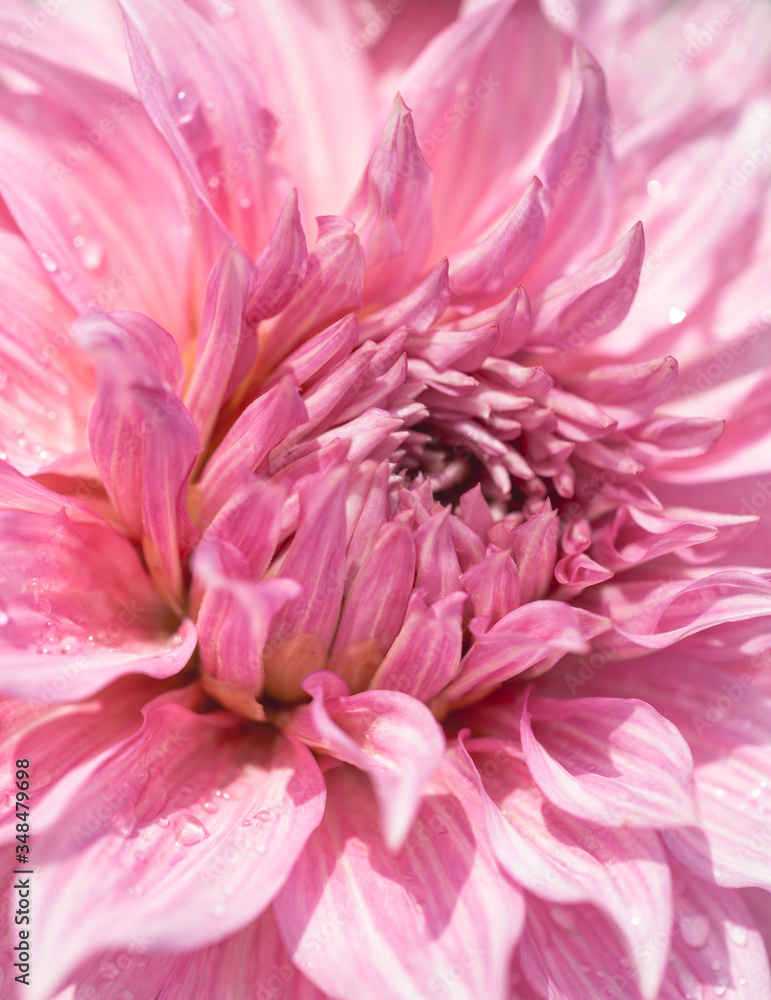 Pink Dahlia Flower Close-up Pink Dahlia Flower Close-up