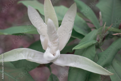 Magnolia tripetala flower close-up on a tree, soft focus photo