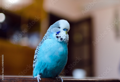 budgerigar, small talking male of blue color, cute playful pet