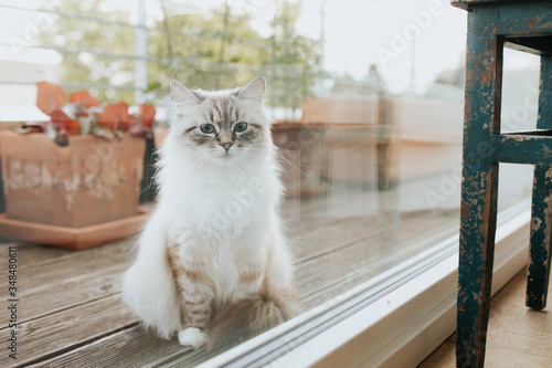 Neva Masquarade Katze auf einer Dachterrasse schaut durch das Fenster. photo