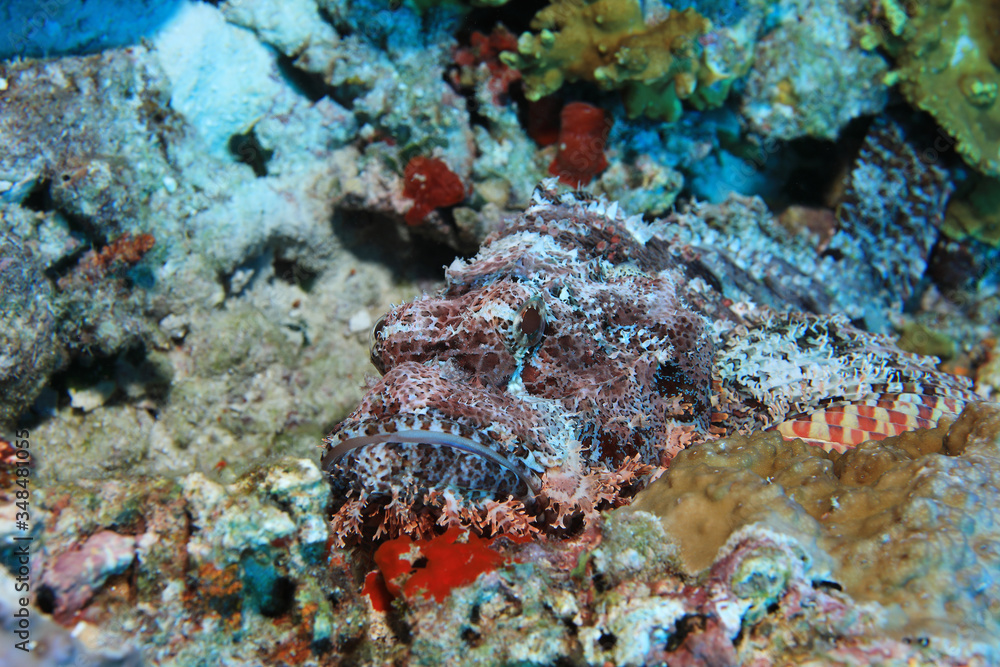 Bearded scorpionfish, Scorpaenopsis barbata