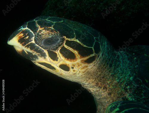 sea turtle caribbean sea