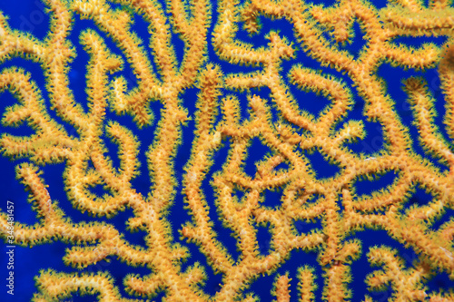 Close up of yellow Gorgonian sea fan coral photo