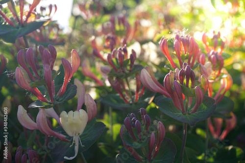 A Bush of Lonicera flower in the garden, by sunny day, also known as honeysuckle flower. Fantastic bright background