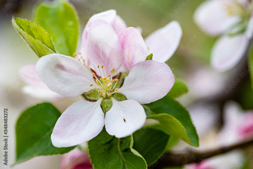 apple tree blossom apple tree blossom
