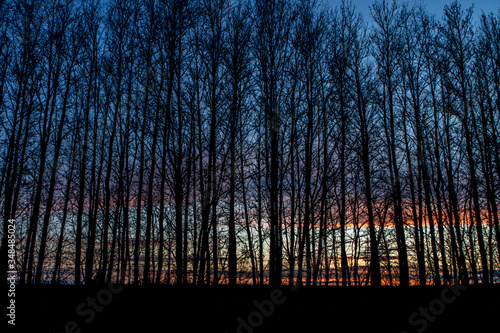 beautiful sunset in the backdrop of the slender trees. Background and texture with soft focus