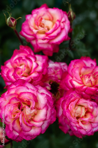 Roses dramatic toning. Background of rose bushes