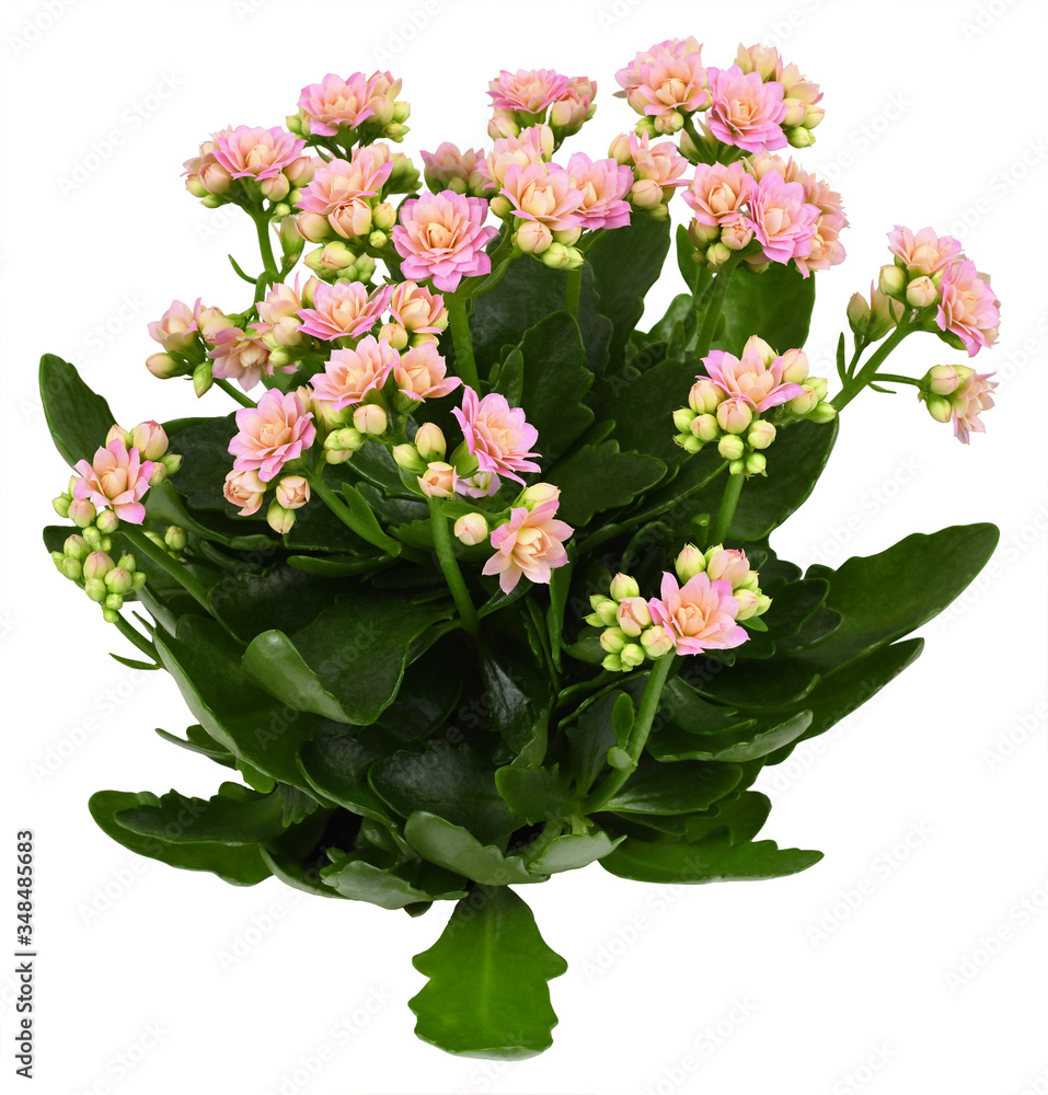 Ταπετσαρία Shrub of kalanchoe flower