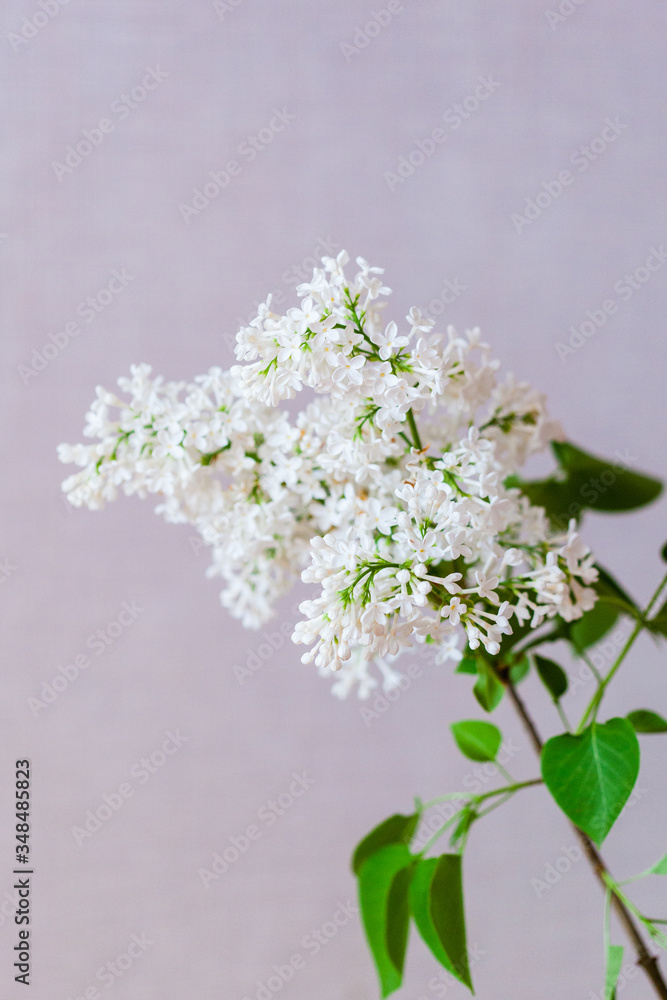 White and lilac lilac, a bouquet of branches of blooming lilac, interior decoration, bouquets, Floristics White and lilac lilac, a bouquet of branches of blooming lilac, interior decoration, bouquets, Floristics