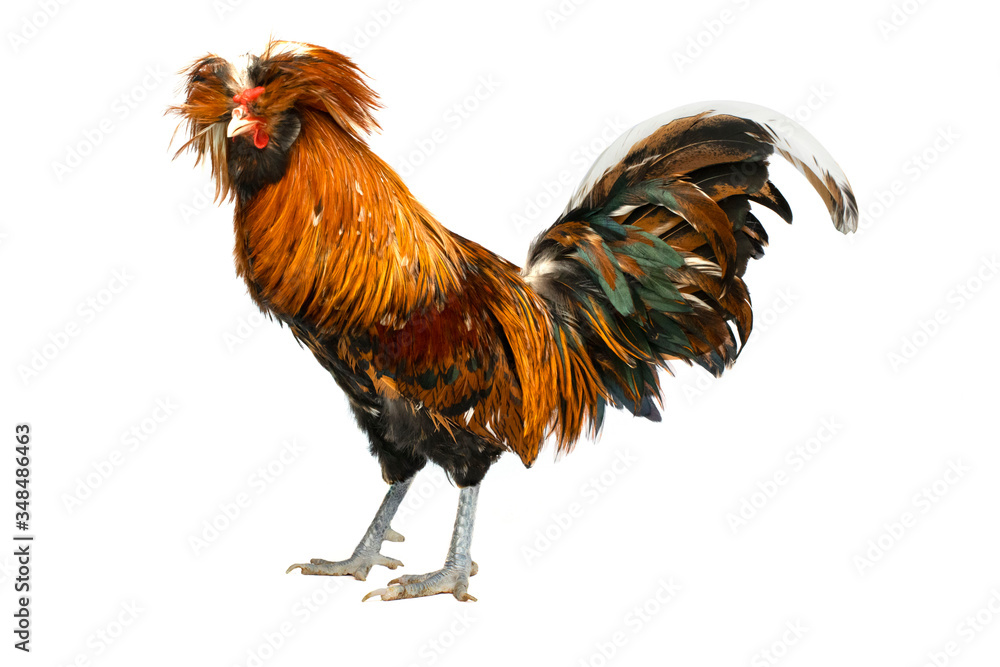 Polish chickens are popular as pets because of their cute appearance