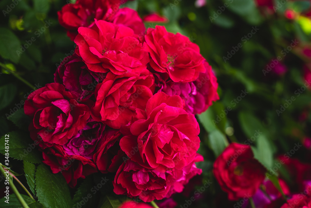 The blooming bushes of roses in the garden. Background of rose bushes