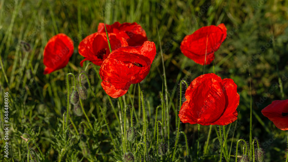 Flowers red poppies bloom in wild field. Beautiful field of red poppies with highlighted focus. Soft light. Toning. Creative Creative Processing Natural Background Flowers red poppies bloom in wild field. Beautiful field of red poppies with highlighted focus. Soft light. Toning. Creative Creative Processing Natural Background