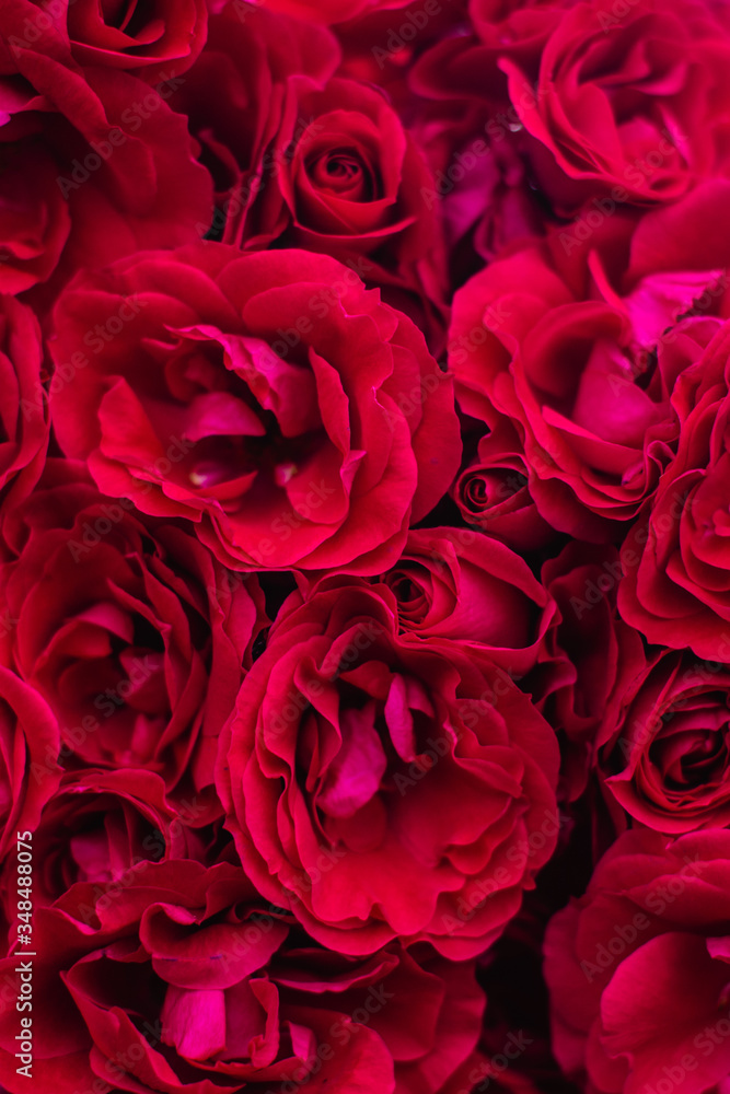 Fototapeta premium The blooming bushes of roses in the garden. Background of rose bushes